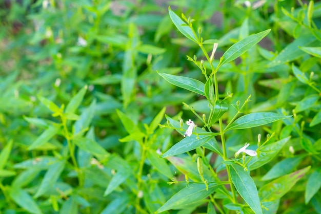 Andrographis paniculata ervas frescas de ervas medicinais tailandesas folhas de plantas orgânicas e flores, closeup