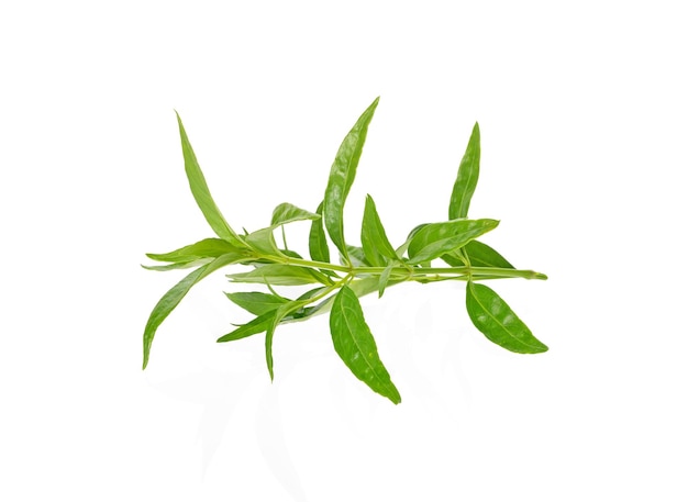 Andrographis paniculata Green Chirayta rey de la hoja amarga aislada sobre fondo blanco