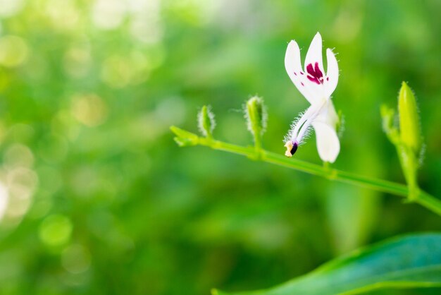 Andrographis paniculata hierbas medicinales tailandesas frescas hierbas hojas de plantas orgánicas y flores de cerca