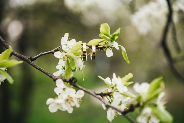 Anéis de casamento bonitos pendurar em um galho de uma árvore, conceito de casamento de primavera