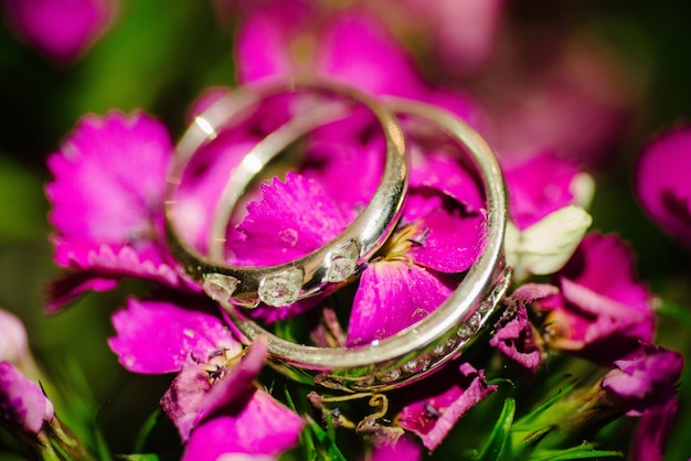 Anéis de casamento de mentira em uma flor rosa close-up