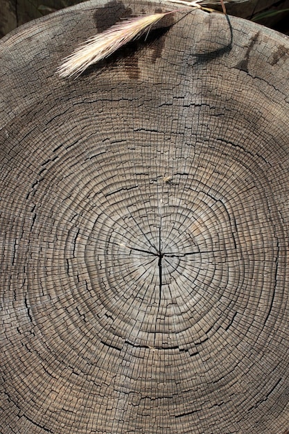 Anel de árvore Fundo abstrato texturizado