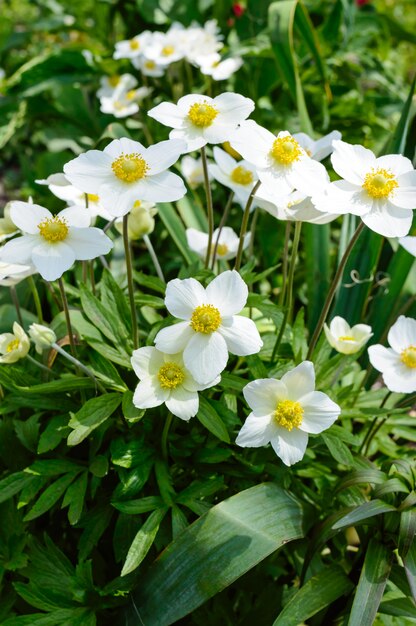 Anêmona - as flores brancas da primavera crescem no jardim.