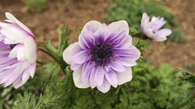 Anêmona coronaria Lord Lieutenant semidouble veludo roxo flor de primavera no jardim