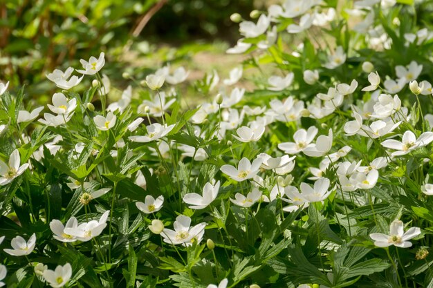 Anêmona de flores brancas