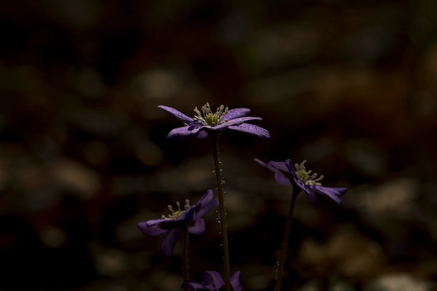 Anêmona hepática Hepatica nobilis Hepática florescendo na primavera na floresta Planta florestal selvagem