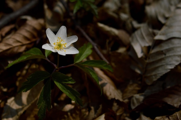 Anémona de madera principios de la primavera flores silvestres blancas en la naturaleza