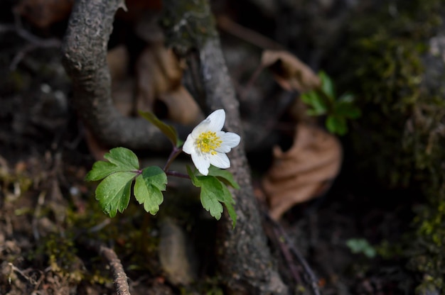 Anémona de madera principios de la primavera flores silvestres blancas en la naturaleza