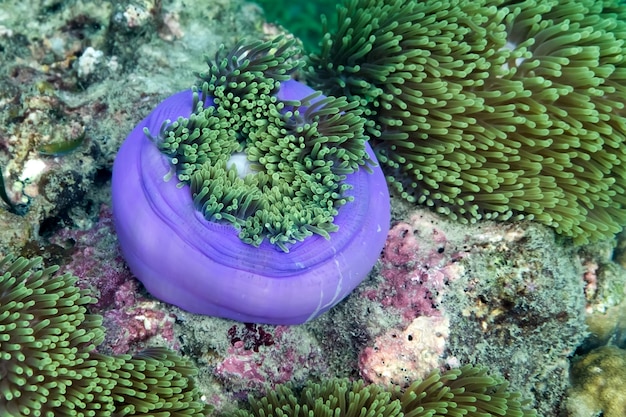 Foto anémona bajo el mar en la isla cockburn de myanmar