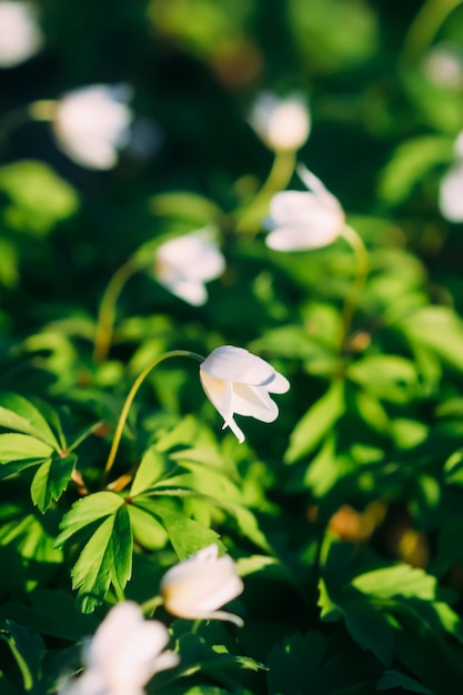 Anêmona nemorosa em uma floresta selvagem de primavera Lindas flores silvestres brancas