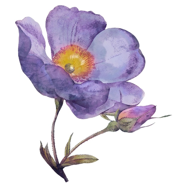 Anémona png púrpura acuarela flor trasfondo transparente Remezclado por rawpixel