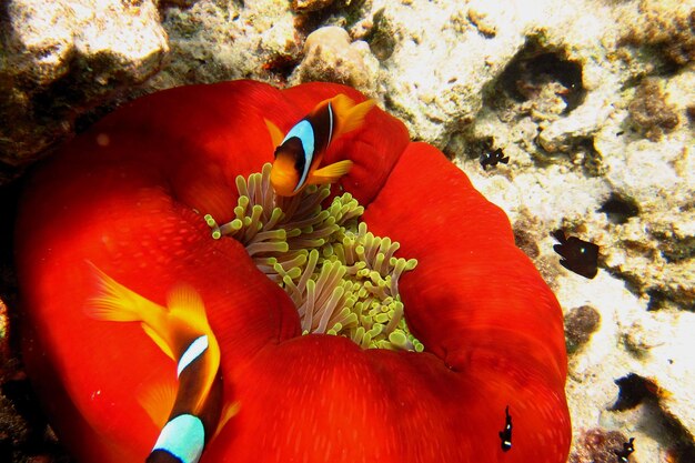 Anémona roja en el Mar Rojo