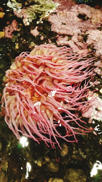 Foto la anémona rosa bajo el agua