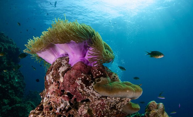 Anêmona roxa cercada por alguns peixes no fundo do oceano