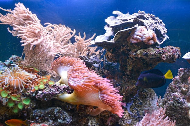 Anêmona subaquática da vida marinha do oceano do recife. Foto de alta qualidade