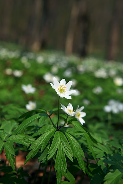 Anêmona sylvestris.