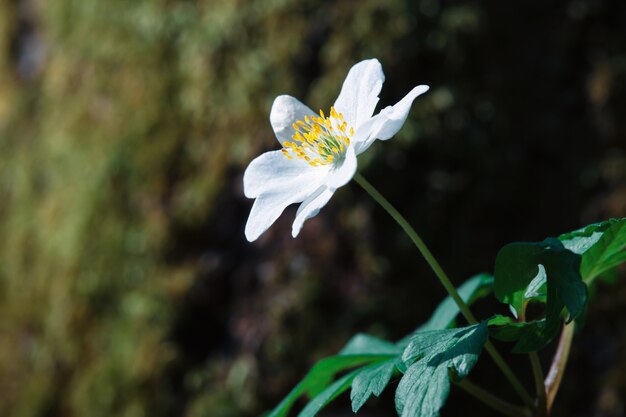 Anêmona sylvestris.