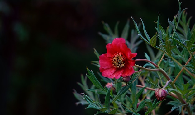 Anêmona vermelha no jardim em preto