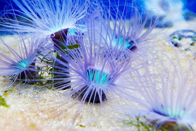 Foto anémonas azules en un gran oceanario