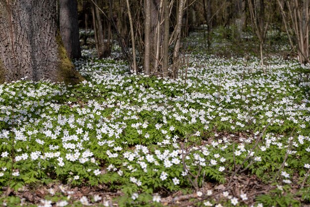 Anêmonas brancas da primavera crescendo na floresta na primavera