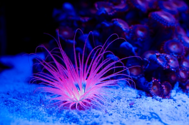 Anêmonas. corais em um aquário marinho.