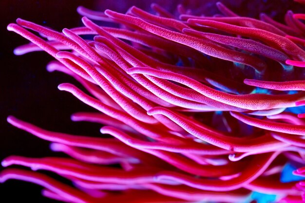 Anémonas Corales en un acuario marino.