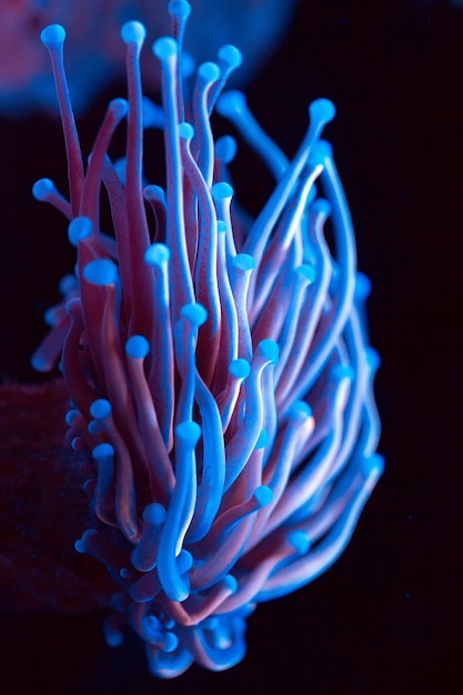 Anémonas Corales en un acuario marino.