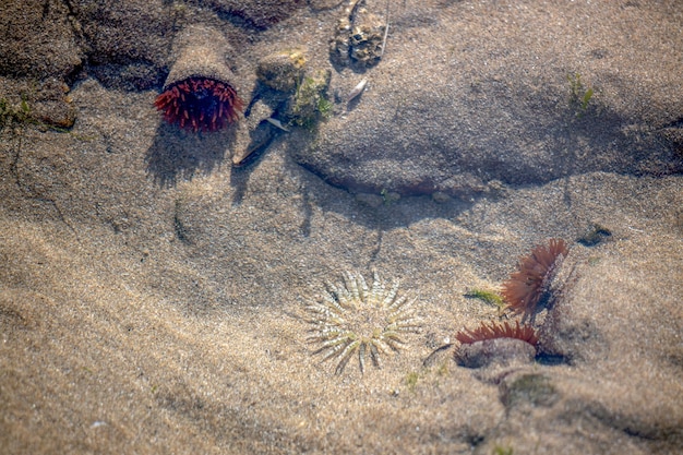 Anêmonas-do-mar em uma piscina rochosa na praia de Broad Haven