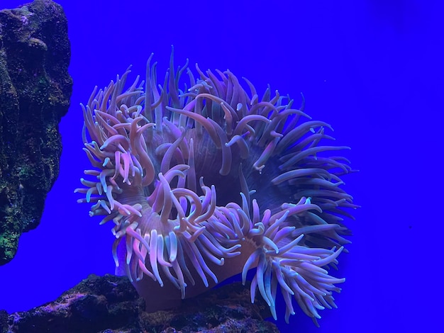 Foto anêmonas marinhas no aquário