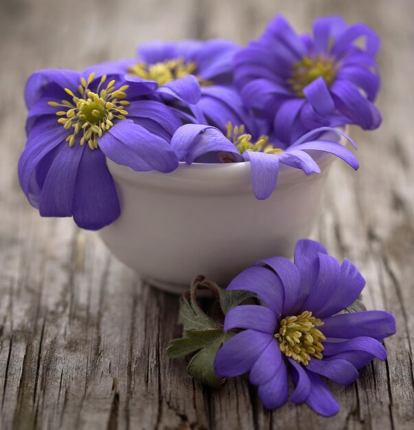 Anemone Blanda Blue Shades oder Grecian Windflowers auf Holzoberfläche