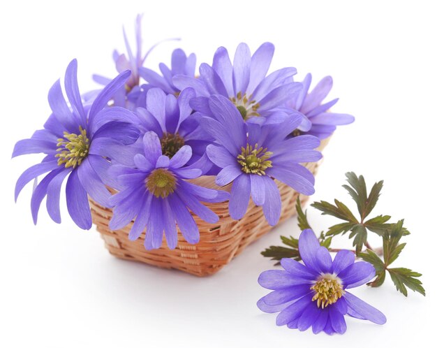 Anemone Blanda Blue Shades oder Grecian Windflowers over white