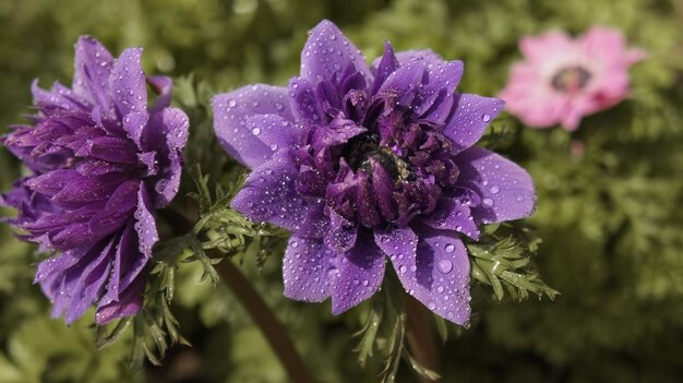 Anemone coronaria Señor Teniente terciopelo semidoble flor de primavera púrpura en el jardín