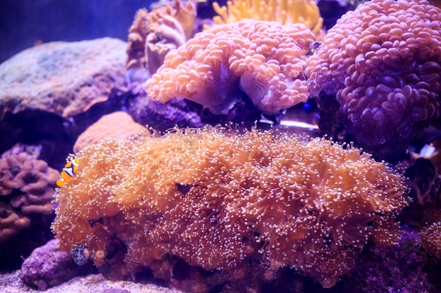 Anemone mit Clownfish, Thailand Unterwasser