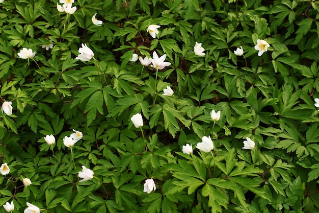 Anemone nemorosa blanco bosque de primavera flor