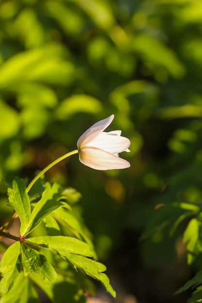 Anemone nemorosa in einem wilden Frühlingswald Schöne weiße Wildblumen