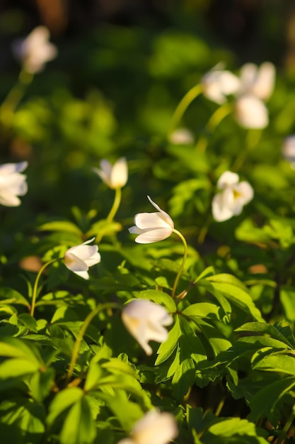 Anemone nemorosa in einem wilden Frühlingswald Schöne weiße Wildblumen