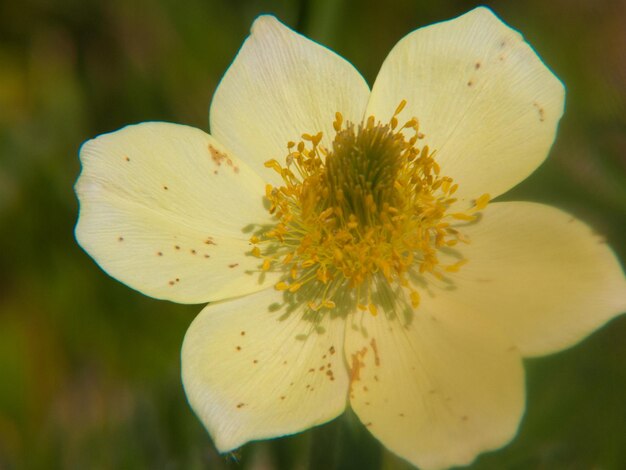 Anemone Pulsatilla