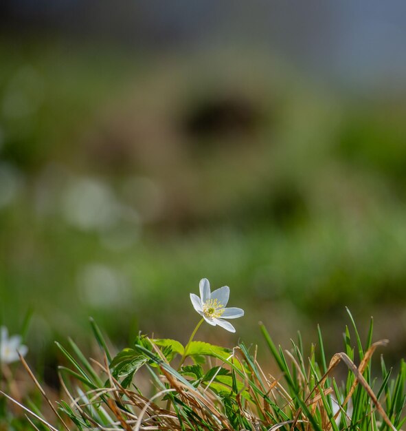 Anemone spontan gewachsen