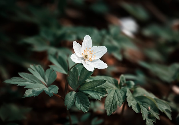 Anemone sylvestris. Primeras flores de primavera