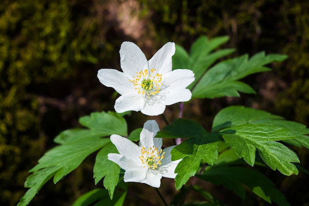 Anemone sylvestris. Primeras flores de primavera