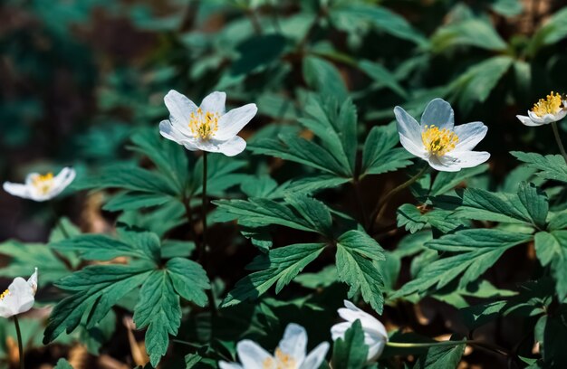 Anemone sylvestris.