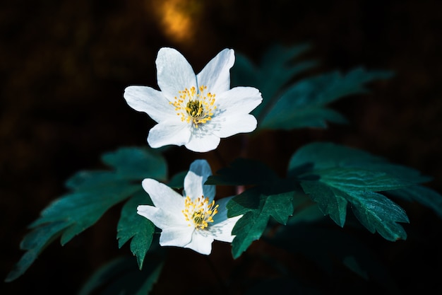 Anemone sylvestris.