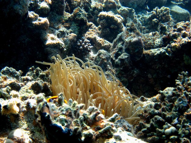 Anemonen im Korallenriff im roten Meer