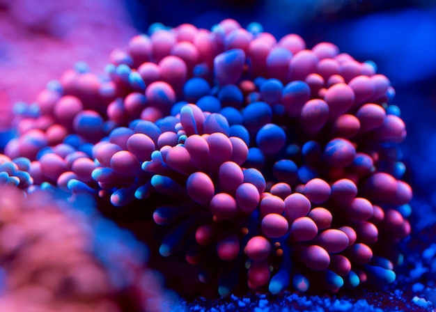 Anemonen. Korallen in einem Meerwasseraquarium.