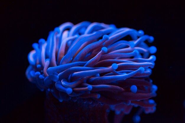 Anemonen. Korallen in einem Meerwasseraquarium.