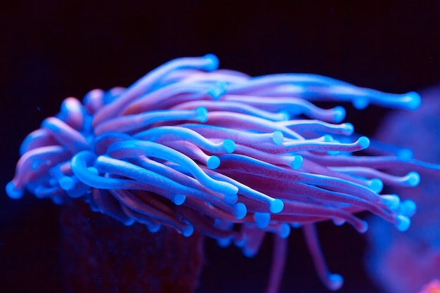 Anemonen. Korallen in einem Meerwasseraquarium.