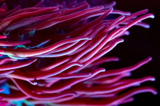 Anemonen. Korallen in einem Meerwasseraquarium.