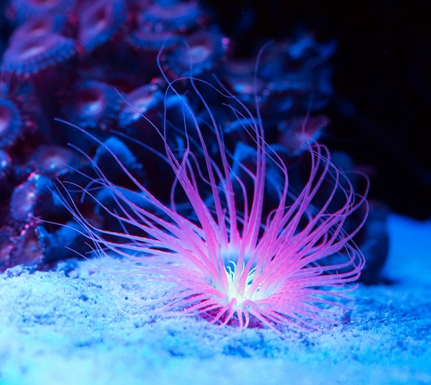 Anemonen. Korallen in einem Meerwasseraquarium.