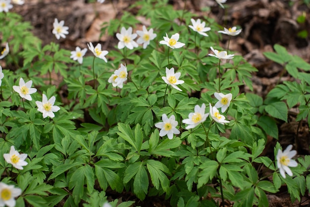 Anemonenanemone im Garten in der Natur