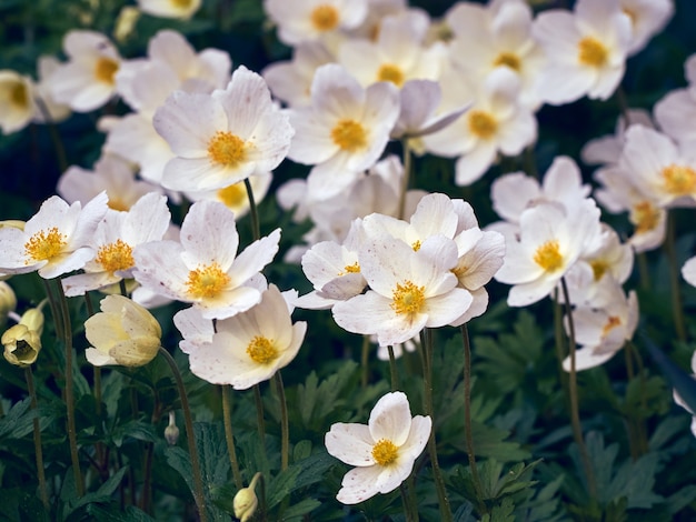 Anemonenblüten im Garten.